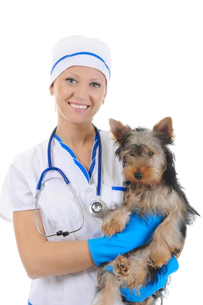Veterinary with a dog for a review — Stock Photo, Image