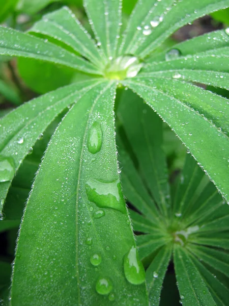 stock image The grass in the garden after the rain