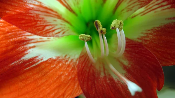 Detail close-up van tulip bloem — Stockfoto