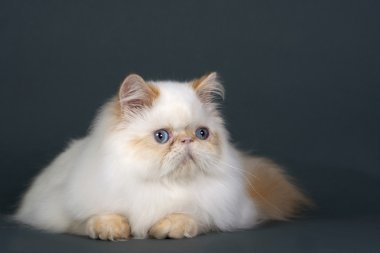 Persian cat clipart