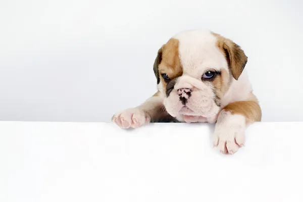 İngilizce bulldog yavrusu. — Stok fotoğraf