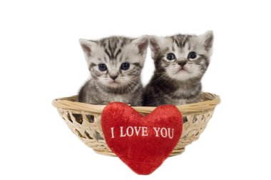 Two kittens clipart