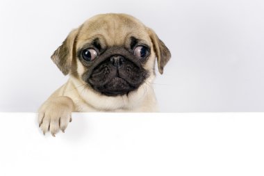 Pug puppy. clipart