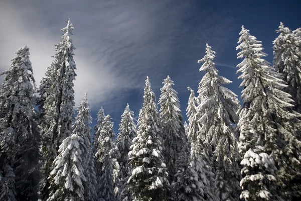 Snowy trees. — Stock Photo, Image