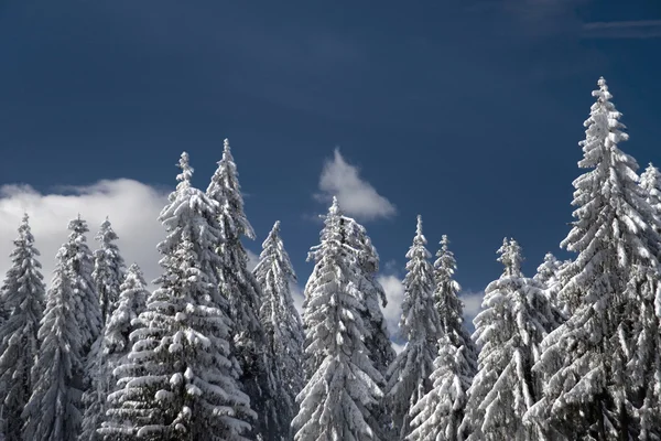 Зимние деревья  . — стоковое фото