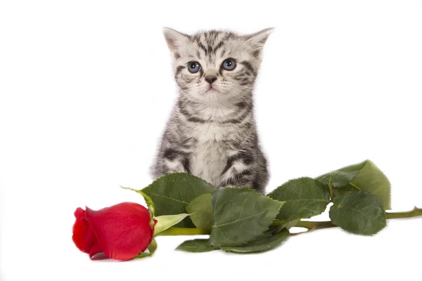 Kotka brytyjska z czerwona róża. — Zdjęcie stockowe