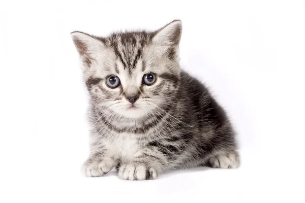 Británico taquigrafía gatito . —  Fotos de Stock