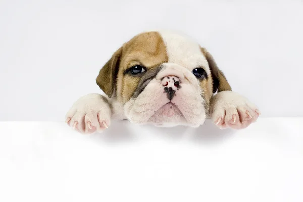 Angol bulldog kiskutya. — Stock Fotó