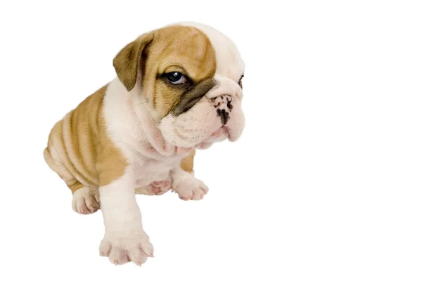 Angol bulldog kiskutya — Stock Fotó