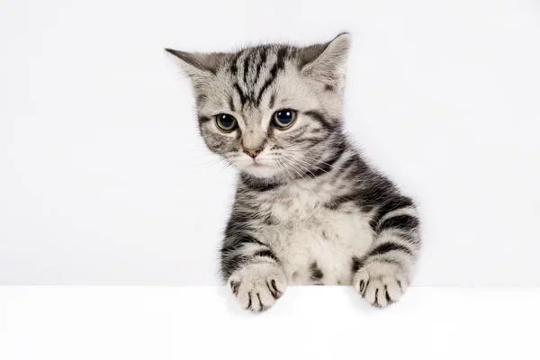 Britânico gatinho shorthair — Fotografia de Stock