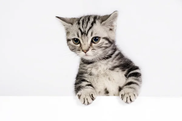 British Shorthair kitten — Stock Photo, Image