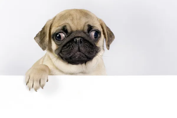 Pug puppy. — Stock Photo, Image