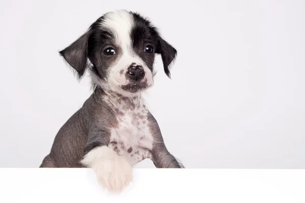 Puppy of chinese crested dog — Stock Photo, Image