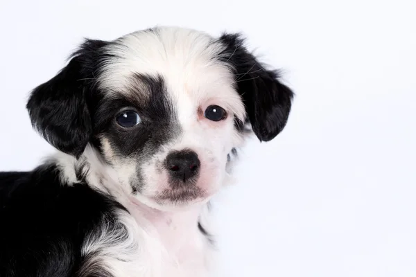 Powderpuff puppy — Stock Photo, Image