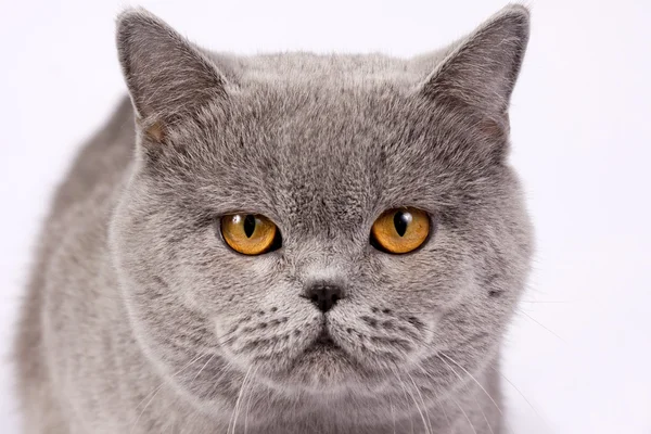 British grey cat — Stock Photo, Image