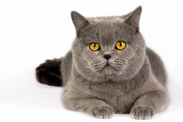 Pisica britanică — Fotografie, imagine de stoc