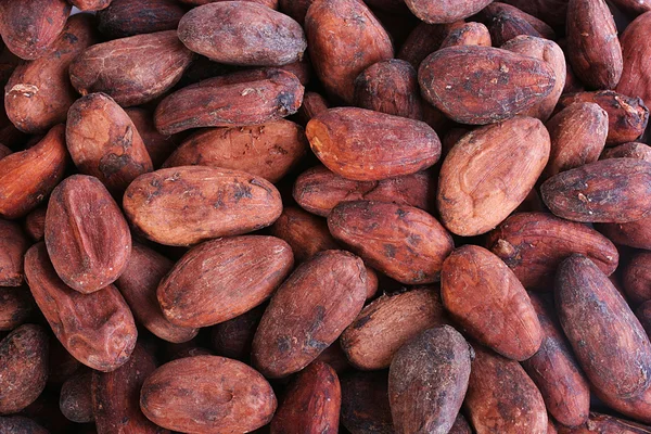 Cacao bonen Rechtenvrije Stockafbeeldingen