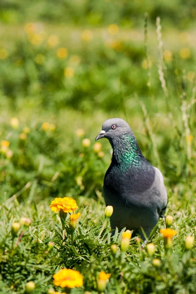 Gołębie na zielonej trawie i kwiaty — Zdjęcie stockowe
