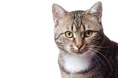 European cat in front on a white background clipart