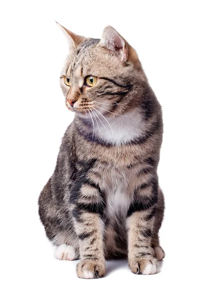 European cat in front on a white background — Stock Photo, Image