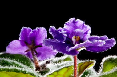 Violet flower against black background (Viola odorata) clipart