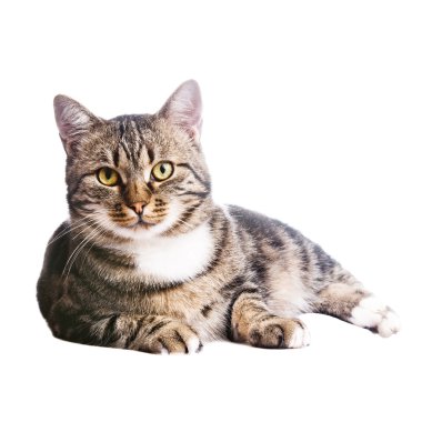 Beautiful European cat lying on a white background clipart