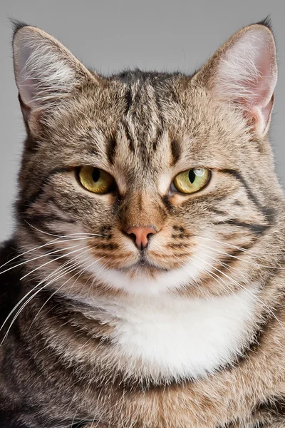 Gato europeu na frente em um backgrou cinza — Fotografia de Stock