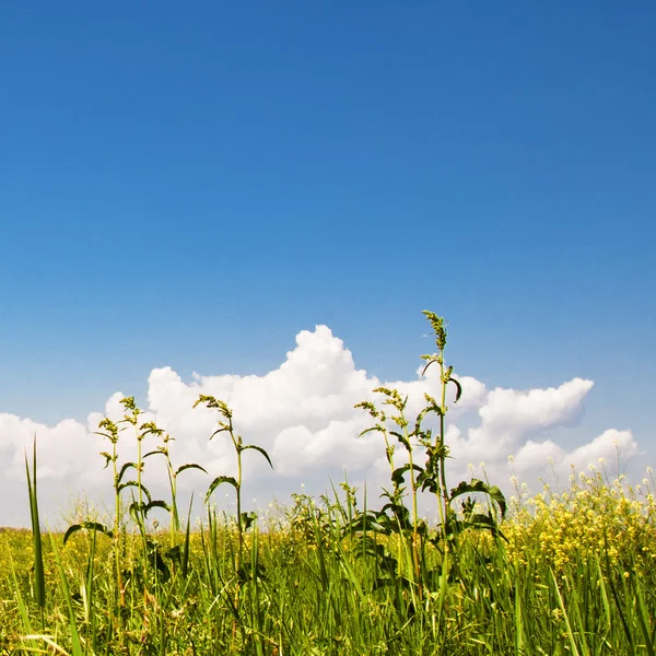 Yeşil çimenler ve mükemmel gökyüzü — Stok fotoğraf