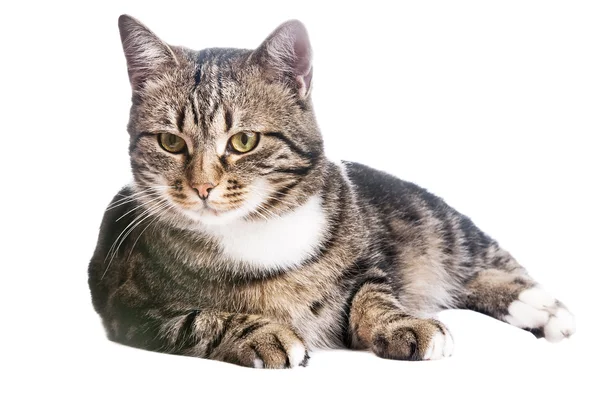 stock image Beautiful European cat lying on a white background