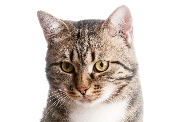 Close-up retrato de gato com a língua para fora — Fotografia de Stock