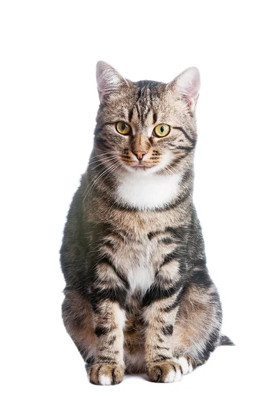 Evropská kočka vpředu na bílém pozadí s vyplazeným jazykem — Stock fotografie