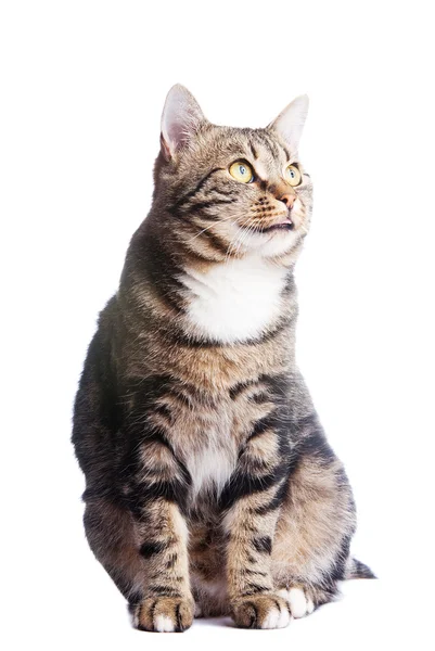 Gato europeu na frente em um fundo branco com a língua para fora — Fotografia de Stock