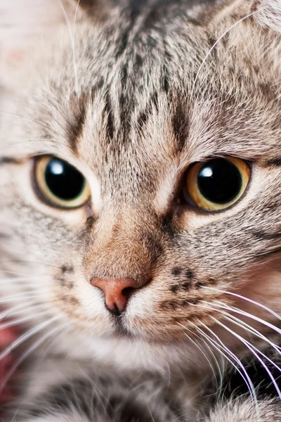 Portrét Close-up krásná kočka — Stock fotografie