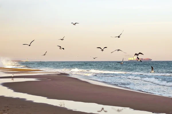 Утренний пляж, маяк и чайка — стоковое фото