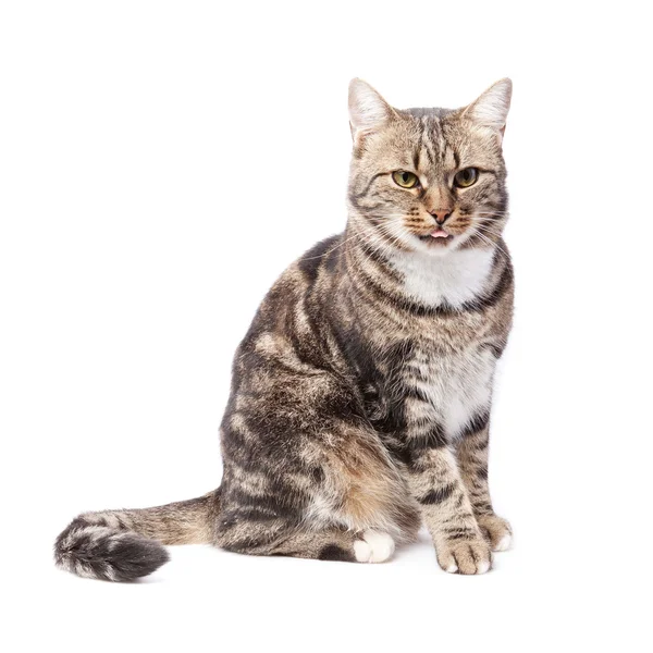 Beautiful European cat in front on a white background with tongu — Stock Photo, Image
