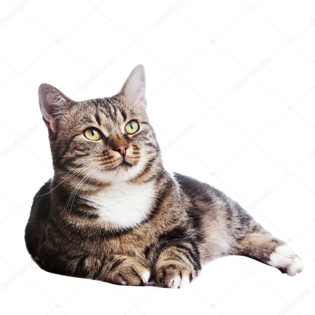 Beautiful European cat lying on a white background