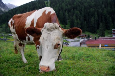 Tirol ineği