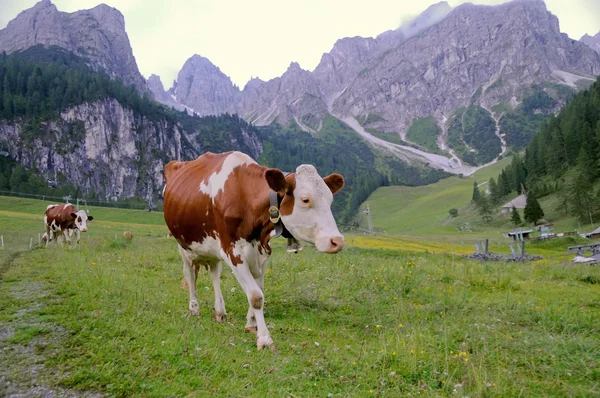 Тирольская корова — стоковое фото