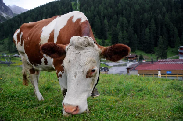 Tyrolské kráva — Stock fotografie