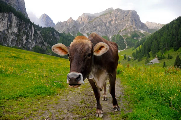 Tyrolean cow — Stock Photo, Image