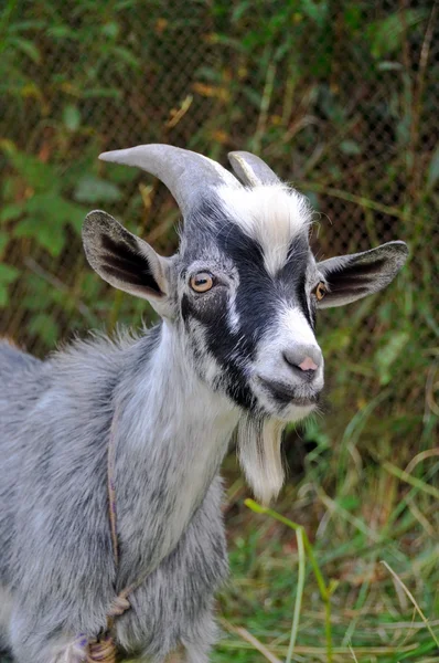 Sight of a goat — Stock Photo, Image