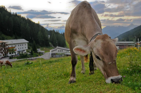 Vaca tirolesa — Fotografia de Stock