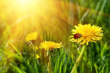 uzun otların içinde sarı dandelions