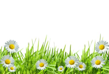 Grass with daisies against a white clipart