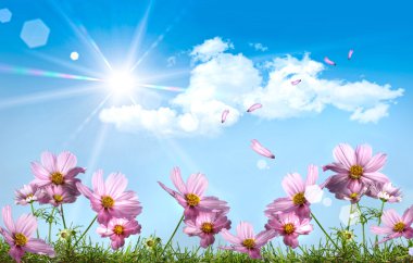 Pink cosmos against a blue sky clipart