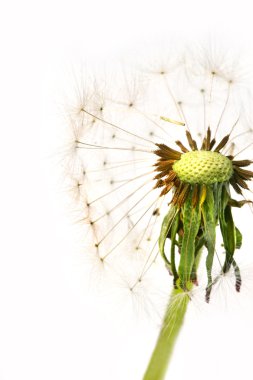 Dandelion detail isolated on white clipart