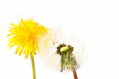 Dandelion before and after clipart