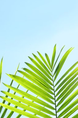 Palmiye yaprakları mavi bir yaz gökyüzüne karşı
