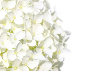 White hydranga flowers clipart