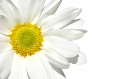 beyaza beyaz shasta daisy